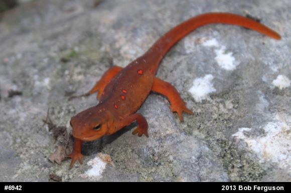 Red-spotted Newt