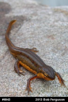 Red-spotted Newt