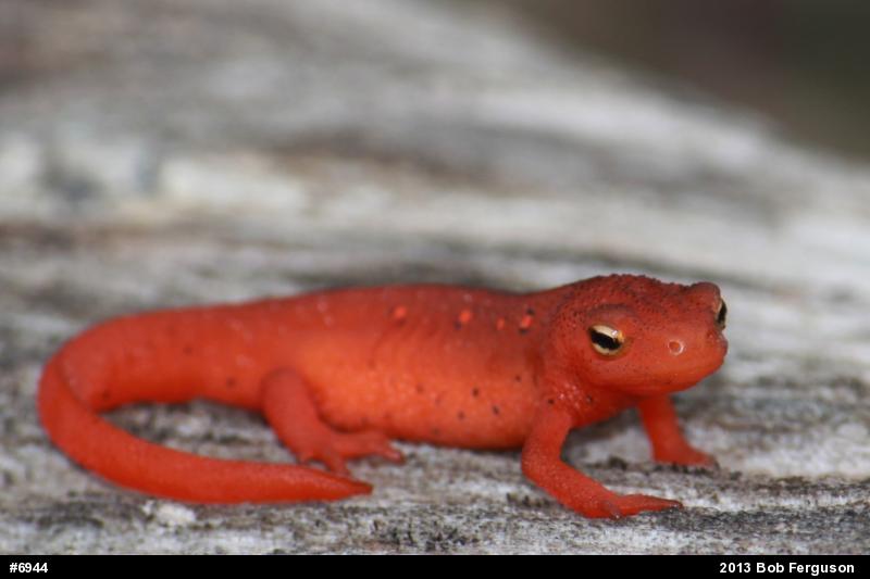 Red-spotted Newt