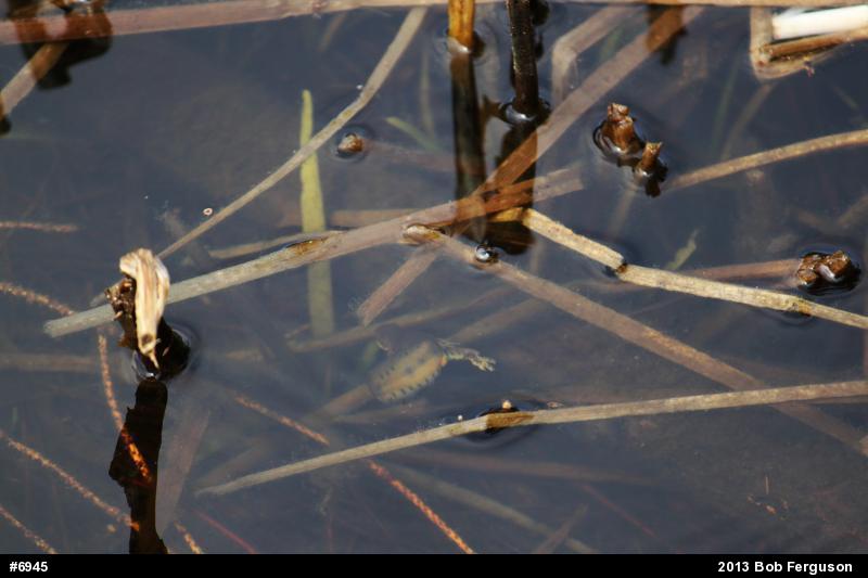 Red-spotted Newt