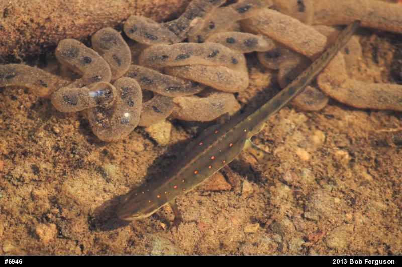 Red-spotted Newt