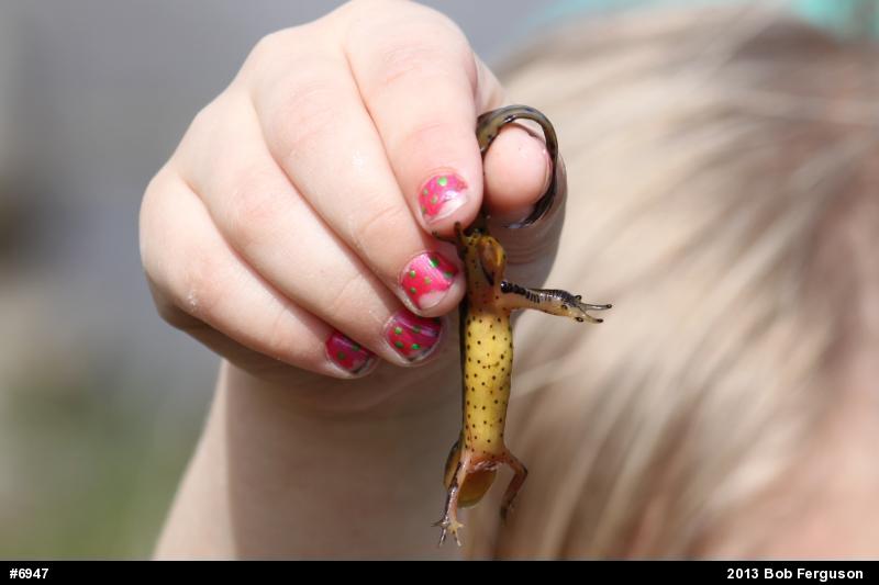 Red-spotted Newt
