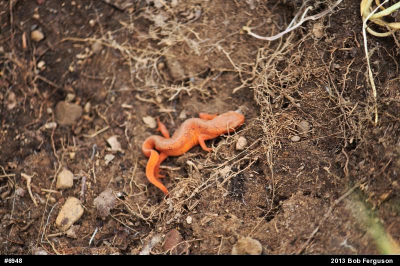 Red-spotted Newt