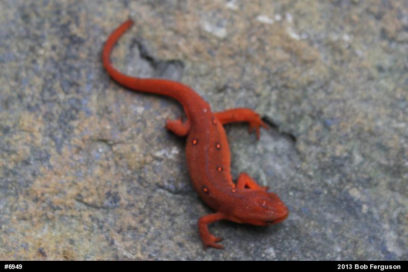 Red-spotted Newt