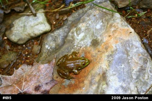 Green Frog