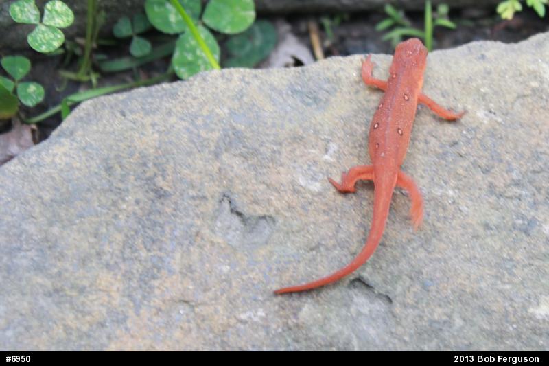 Red-spotted Newt
