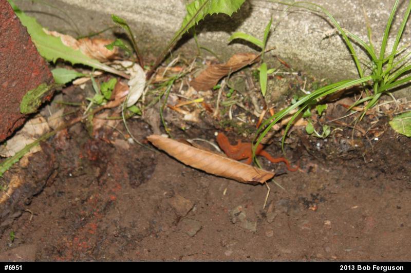 Red-spotted Newt