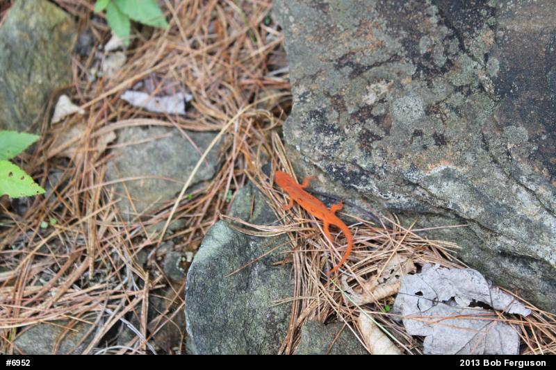 Red-spotted Newt