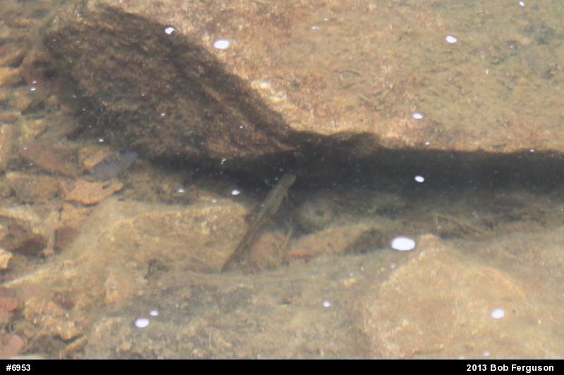 Red-spotted Newt