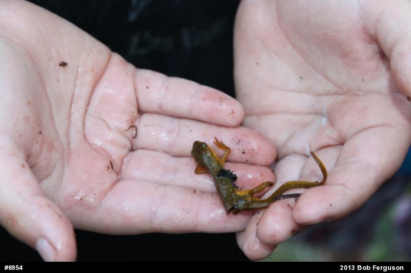 Red-spotted Newt