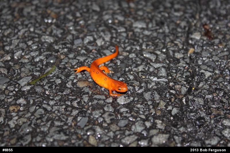 Red-spotted Newt