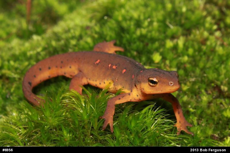Red-spotted Newt