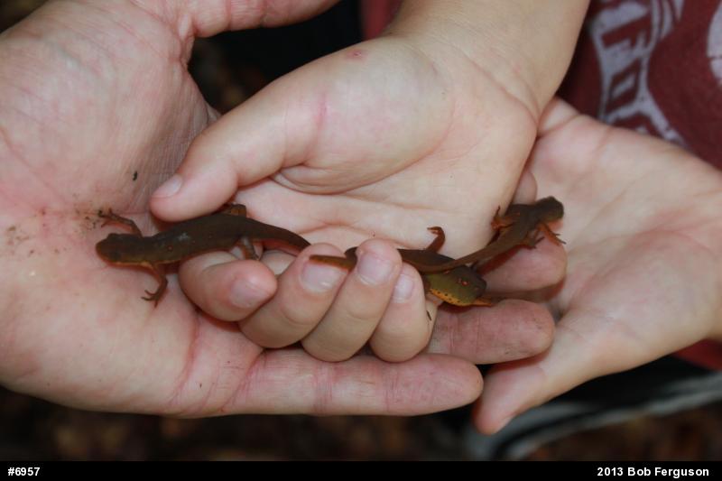 Red-spotted Newt