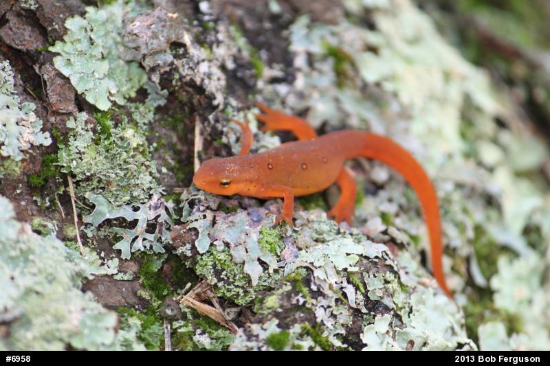 Red-spotted Newt