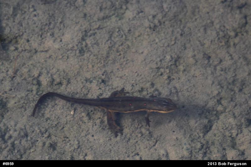 Red-spotted Newt