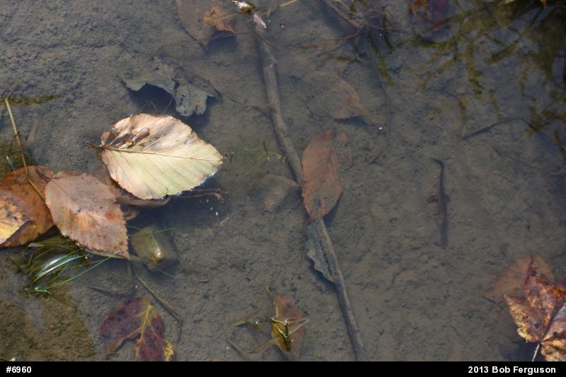 Red-spotted Newt