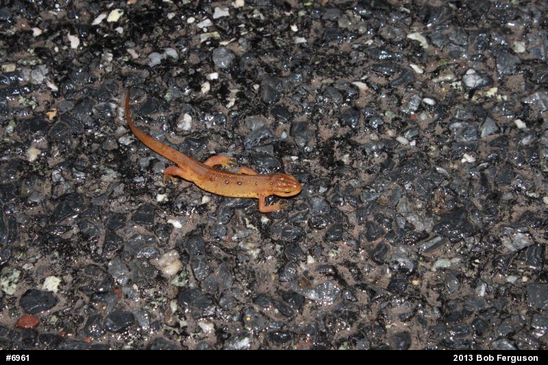 Red-spotted Newt
