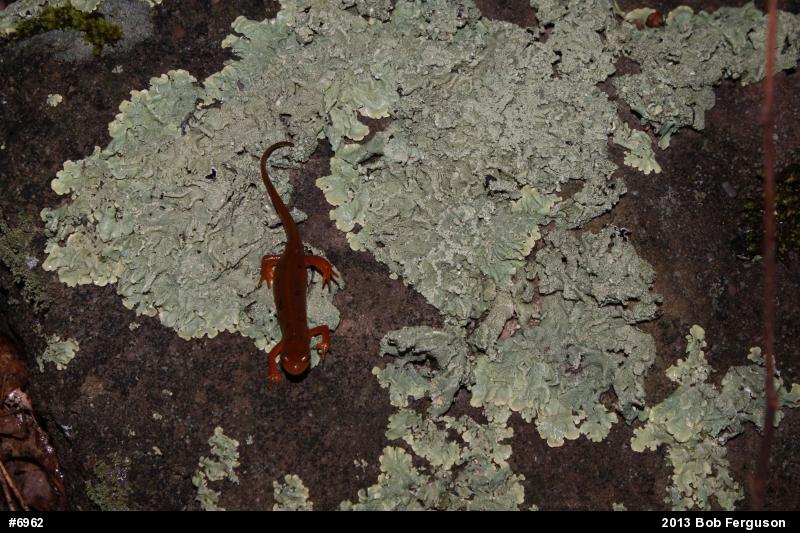 Red-spotted Newt
