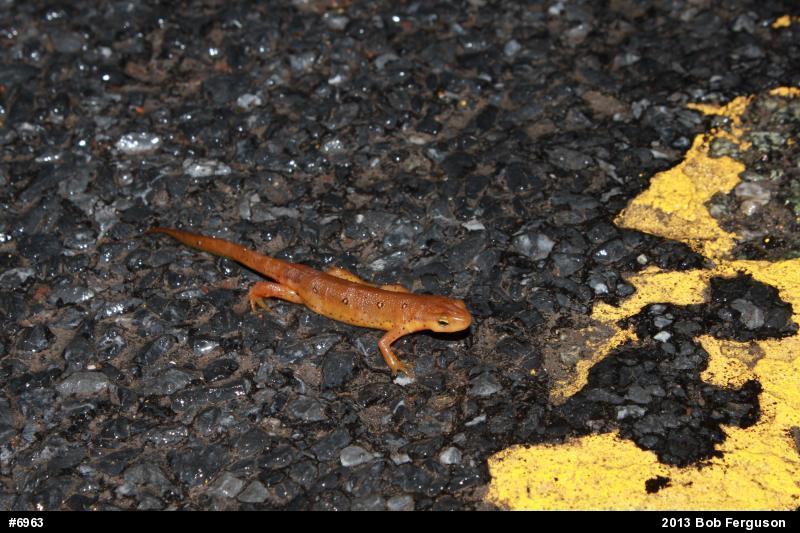 Red-spotted Newt