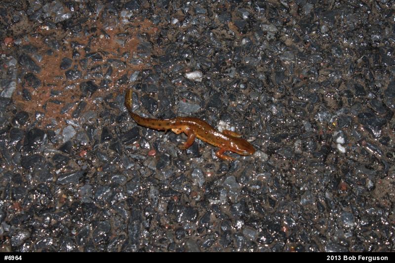 Red-spotted Newt