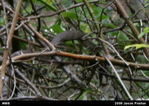 Northern Watersnake