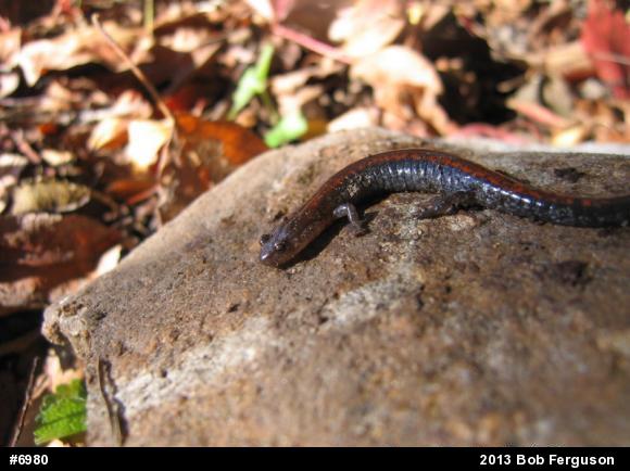 Eastern Red-backed  Salamander