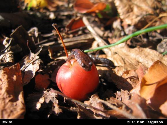Eastern Red-backed  Salamander