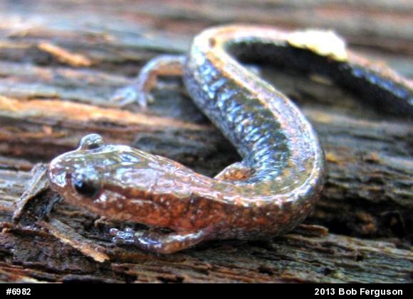 Eastern Red-backed  Salamander