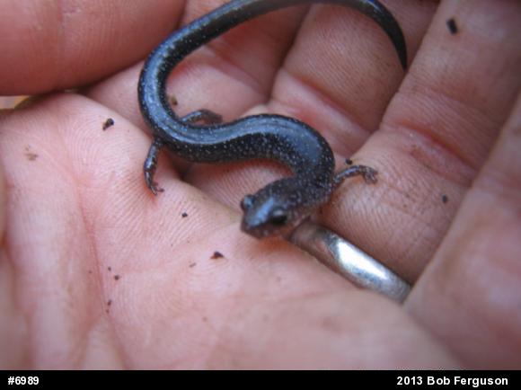 Eastern Red-backed  Salamander