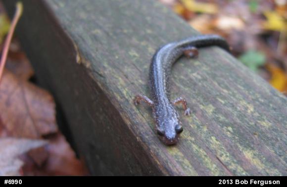 Eastern Red-backed  Salamander