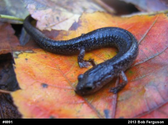Eastern Red-backed  Salamander