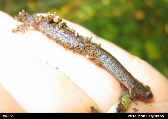Eastern Red-backed  Salamander