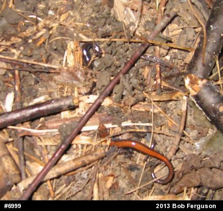 Eastern Red-backed  Salamander