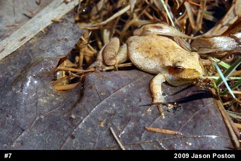 Spring Peeper