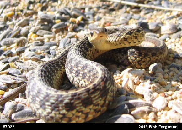 Eastern Gartersnake