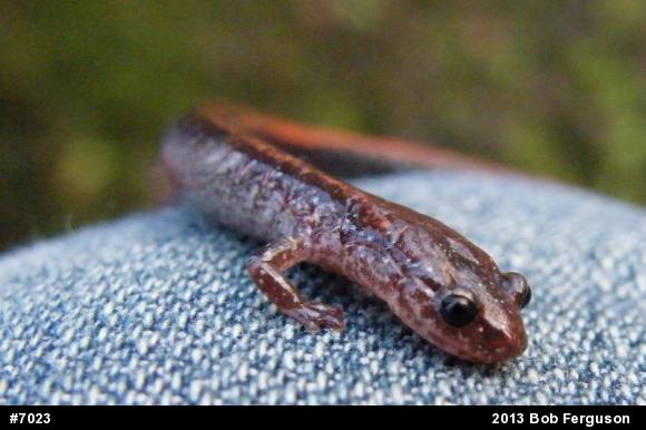 Eastern Red-backed  Salamander