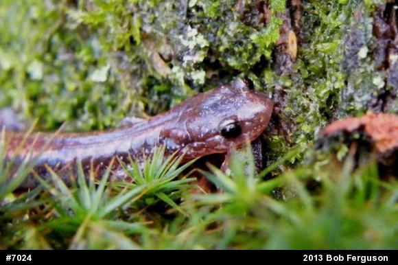 Eastern Red-backed  Salamander
