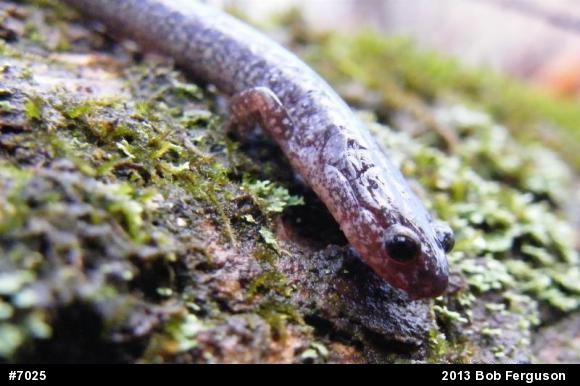 Eastern Red-backed  Salamander