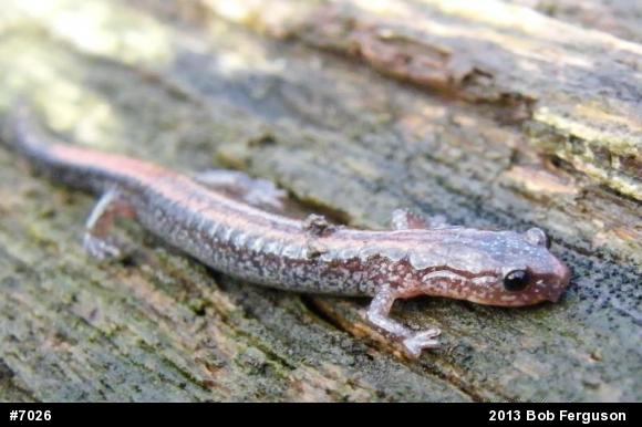 Eastern Red-backed  Salamander