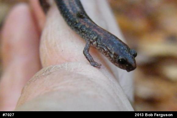 Eastern Red-backed  Salamander