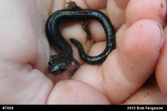 Eastern Red-backed  Salamander
