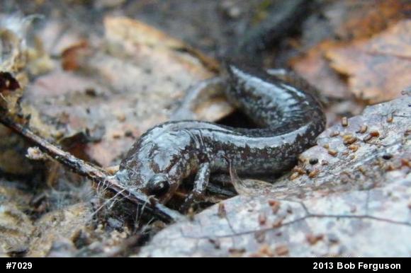 Eastern Red-backed  Salamander