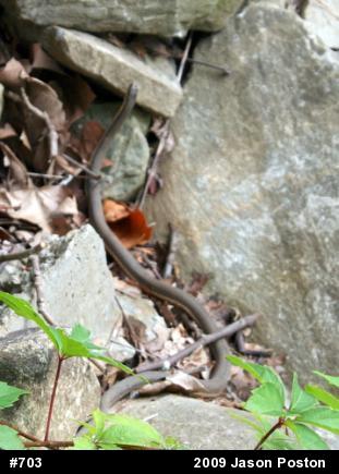 Queensnake