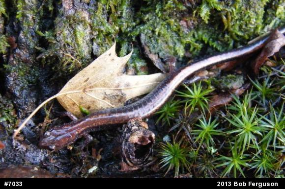 Eastern Red-backed  Salamander