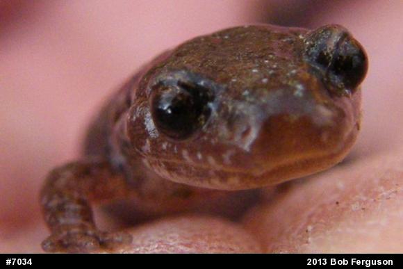 Eastern Red-backed  Salamander
