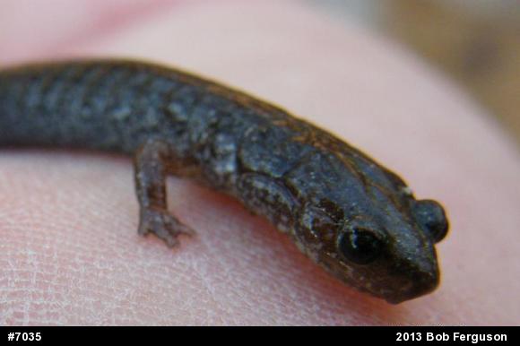 Eastern Red-backed  Salamander