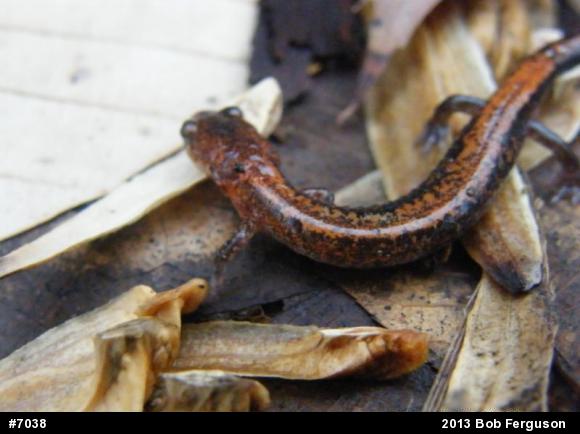 Eastern Red-backed  Salamander