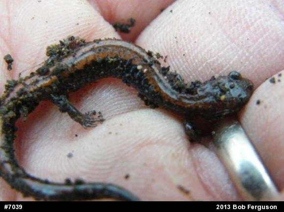 Eastern Red-backed  Salamander