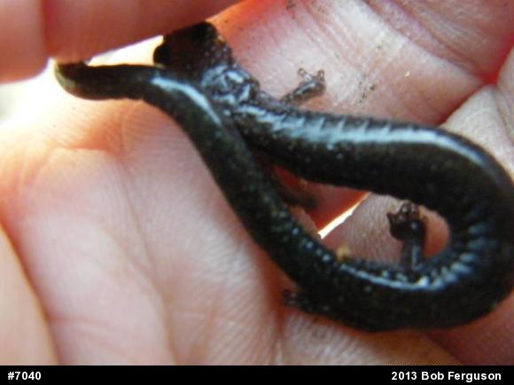 Eastern Red-backed  Salamander