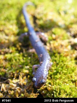 Eastern Red-backed  Salamander